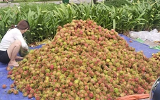 Giá trái cây tại vườn rẻ rề, ra đến chợ tăng gấp 4-5 lần
