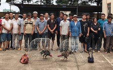 Bắt quả tang 31 người chơi đá gà ăn tiền