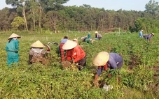 Những 'mùa vàng' ở xã ven biển Vĩnh Hoàng