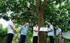 Đồng Tháp gắn tuổi cho 21 cây ăn trái, có cây xoài 60 tuổi