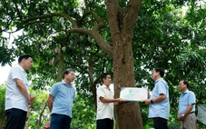 Đồng Tháp gắn tuổi cho 21 cây ăn trái, có cây xoài 60 tuổi