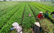 Việt Nam sắp có thêm tiêu chuẩn rau an toàn, nhưng không thay thế VietGAP
