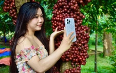 'Vương quốc' vườn đỏ, trái chín đỏ từ gốc đến ngọn, du khách thi nhau check-in
