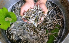 Cá linh non sắp vào mùa: Làm sao ngăn nguy cơ tận diệt 'đặc sản mùa nước nổi'?