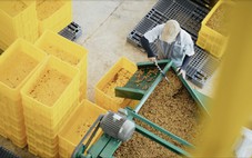 Lên men cà phê: Ở đâu, khi nào và vì sao?