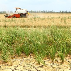 El Nino trở lại