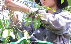 Phóng sự Học bổng Vì tương lai Việt Nam: Những đóa hoa ban giữa đại ngàn Tây Bắc 