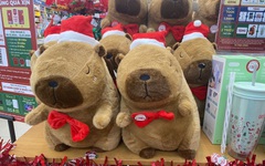Capybara 'lên đồ' đón Giáng sinh cỡ này, bạn cỡ nào?