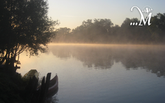 Truyện ngắn của Phát Dương: Con cá trê nhỏ bơi đi