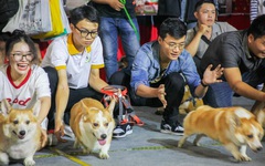 Hơn 500 em chó, mèo thi tài tại Ngày hội thú cưng Vietnam Pet Festival 2024