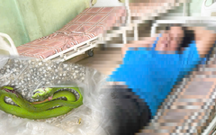 Bị rắn lục đuôi đỏ cắn, nạn nhân bắt luôn 'thủ phạm' đem tới Trại rắn Đồng Tâm gặp bác sĩ