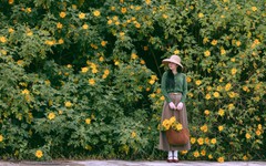 Mùa hoa dã quỳ Lâm Đồng đến rồi, xách ba lô lên và đi thôi