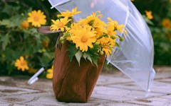 Gửi bạn 11 lời chào tháng 11 rực rỡ