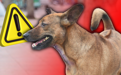 Thả rông chó, mèo giờ đây có thể bị phạt lên đến cả triệu đồng