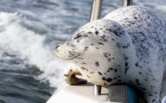 Clip hải cẩu leo lên thuyền nhiếp ảnh gia, thoát bầy cá voi sát thủ trong gang tấc