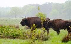 Loài thú tuyệt chủng trong hoang dã sắp 'tái xuất' ở Bỉ sau 100 năm