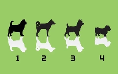 Quiz: Bạn là người đáng tin cậy hay giàu năng lượng?