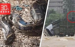 Bản tin 30s nóng: Con trăn 100kg ở U Minh Thượng; Tài xế và xe đầu kéo bị lũ cuốn trôi