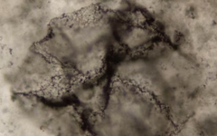 AI phát hiện dấu vết sự sống cổ xưa nhất trên Trái đất