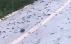 Giun đất bò dày đặc trên đường ở Đồng Nai có phải hiện tượng bất thường?