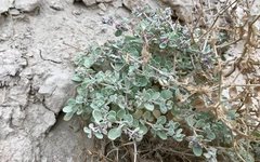 Phát hiện bí mật của loài cây chịu nóng đến 49°C