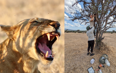 AI phát hiện 'tiếng gầm bí mật' của sư tử