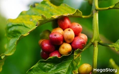 Hành trình 15 năm NESCAFÉ Plan nâng giá trị hạt cà phê Việt