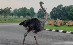 Tiêu hủy đà điểu chạy trên đường ở TP.HCM