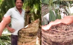 Xác minh clip tôn bay cắt đứt đôi cây dừa gây xôn xao ở Đắk Lắk