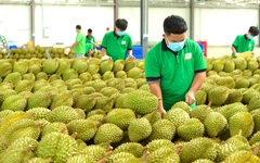 Từ 2026 truy xuất nguồn gốc tất cả nông sản, bán trái cây chứa chất cấm sẽ bị xử lý