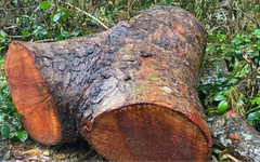 Hàng chục cây xà cừ trong khu Hồ Nước Ngọt ở Sóc Trăng bị đốn hạ, công an vào cuộc