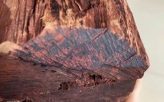 Thương lái Trung Quốc gom gỗ mục giá 3 triệu/kg, người dân đổ vào rừng săn tìm, kiểm lâm cảnh báo