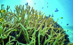 Đại dương lệch nhịp