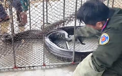 Người dân bắt được 3 con trăn đất nặng hàng chục ký, bàn giao cho kiểm lâm