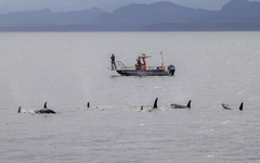 Lần đầu phát hiện cá voi sát thủ và cá heo 'hợp tác' săn mồi