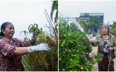 Làng đào, làng quất Hà Nội 'tất bật' vào mùa tuốt lá, uốn thế đón xuân