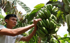 Chuối Việt trước mục tiêu xuất khẩu tỉ đô và 'cơn ác mộng' bệnh héo vàng Panama