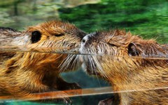 Ai chung thủy hơn, loài người 'tụt hạng' trong nghiên cứu mới của Cambridge