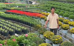 Nông dân làng hoa Sa Đéc tất bật chăm sóc hoa phục vụ Festival và Tết 2026