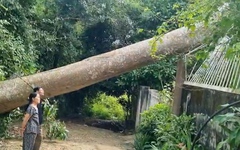 Cổ thụ cao 40 mét bật gốc đè trúng nhà dân khi chủ cây đang chuẩn bị đốn hạ