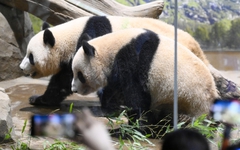 Nhật Bản sắp không có gấu trúc sau nửa thế kỷ