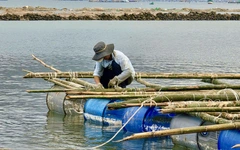 ‘Thủ phủ tôm hùm’ gượng dậy