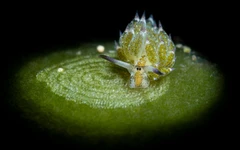 Nature chọn ảnh khoa học đẹp nhất 2025: Những khoảnh khắc khiến con người phải chậm lại