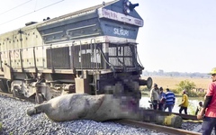 Đoàn tàu chở khách tông chết 7 con voi băng qua đường ray ở Ấn Độ
