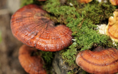 Nấm linh chi có chống được ung thư?