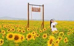 Cánh đồng hướng dương: khởi đầu quy trình khép kín của TH true MILK