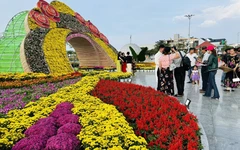 Phố hoa Sa Đéc vào mùa rực rỡ nhất năm