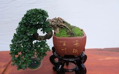 Hàng trăm cây bonsai trưng bày dịp Festival hoa kiểng Sa Đéc