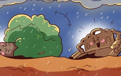 Trận lũ đưa cặp đôi cây rừng gặp lại nhau sau 10 năm xa cách