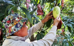 Trái xoài: Thực phẩm rất tốt cho mắt và sức khỏe tim mạch